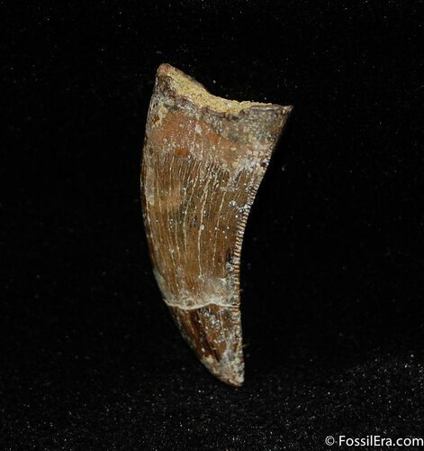 Serrated Inch Nanotyrannus / T-Rex Tooth #444